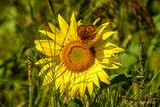SB - Argynne sp sur Tournesol (Alternative)