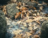 Le Boise en automne # 3