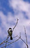 DL_IMG_8613 copie PB.jpg