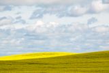 AP-Vague canola.jpg