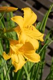 MD-Fleurs dans le village 1_533x800.jpg