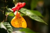 AP-Papillon sulfure.jpg