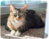 Annie--Adoption Pending