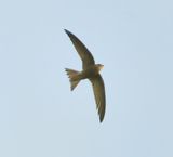 Pallid Swift 