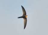 Pallid Swift