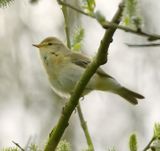 Iberian Chiffchaff 