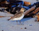 Bairds Sandpiper