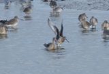 Hudsonian Godwit