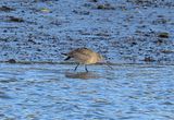 Hudsonian Godwit