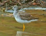 Greater Yellowlegs 