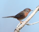 Dartford Warbler 