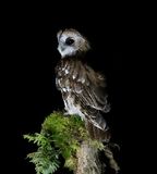 Tawny Owl 