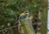 Bee-eater 