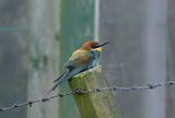 Bee-eater 