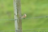 Siberian Stonechat 