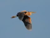 Purple Heron 