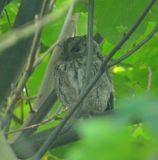 Scops Owl 