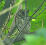 Scops Owl 