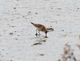 Sharp-tailed Sandpiper 