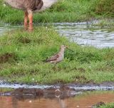 Stilt Sandpiper 