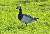 Barnacle Goose