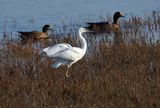 Little Egret