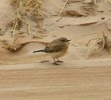 Desert Wheatear 