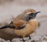 Desert Wheatear