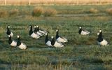 Barnacle Goose 