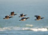 Barnacle Goose