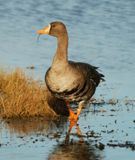 White-fronted Goose 