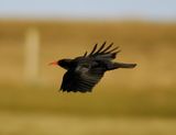 Chough 
