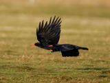Chough