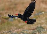 Chough 