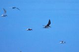 Sooty Tern