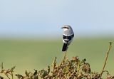 Great Grey Shrike 