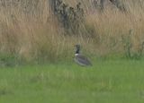 Little Bustard