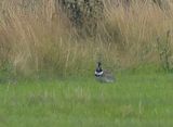 Little Bustard