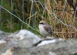 Turkestan Shrike 