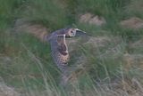 Long-eared Owl 