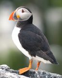 Puffin 