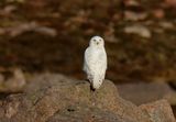 Snowy Owl 