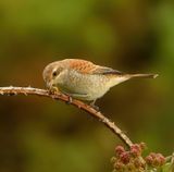Red-backed Shrike 