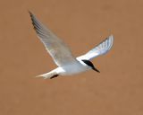 Gull-billed Tern 