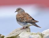 Turtle Dove