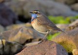 Bluethroat 