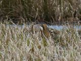 Bittern 