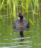 Black-necked Grebe 