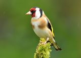 Goldfinch