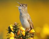 Grasshopper Warbler 